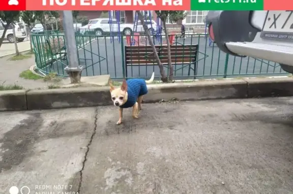 Найдена собака в Сочи, нужен дом или переночевка
