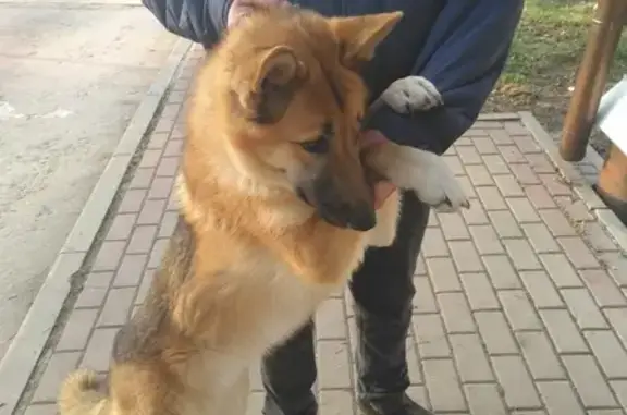 Найдена собака в Крутицах, Калуга