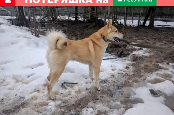 Пропала собака Умка в жилом комплексе Мой Ритм, Казань