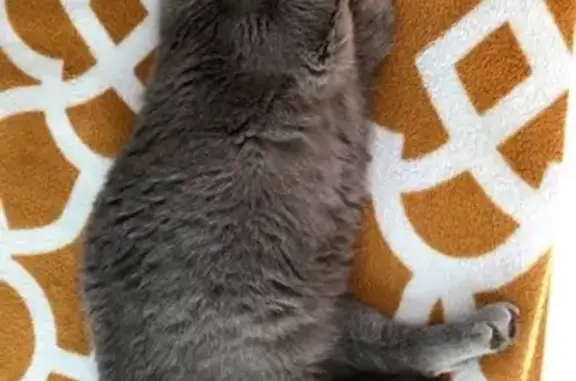 Кошки потеряшки, Санкт-Петербург, фото: Потеряшка британская кошка в Санкт-Петербурге