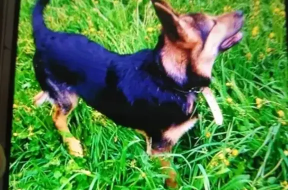 Потерянные животные Сургут, фото: Пропал щенок Клаус в Сургуте 18 марта