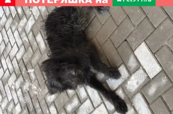 Найден чёрный пёс на Проспекте Мира, Реутов