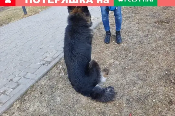 Собака найдена на Бульваре Заречном в Нижнем Новгороде