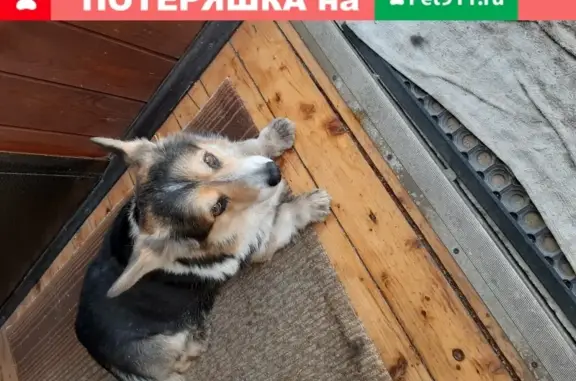 Собака-Корги найдена в Одинцово