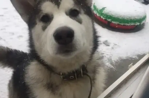 Собаки потеряшки, Бобровский, фото: Потеряшка собака Яра в поселке Бобровский