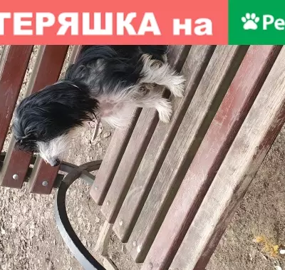Собака в Наташенском парке, Московская область