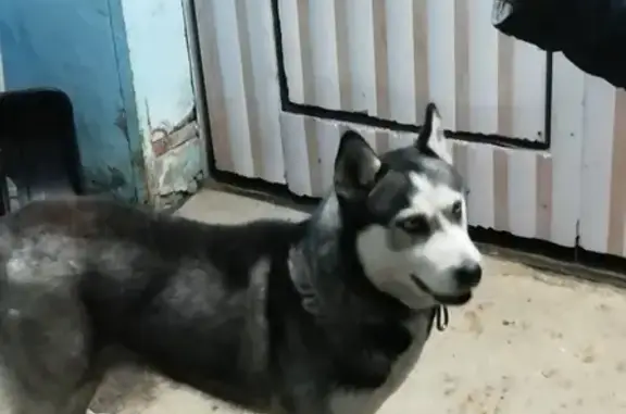Собака Хаски найдена в Пензе, на проспекте строителей.