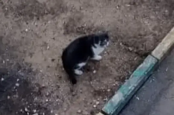 Найдена кошка на Нагатинской улице