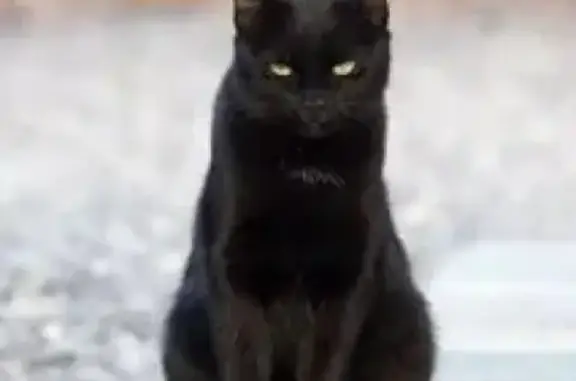 Пропала чёрная кошка возле ветеринарной клиники в Бронницах