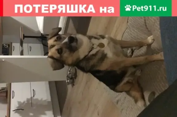 Пропала собака Кристи на Березовой аллее, Москва