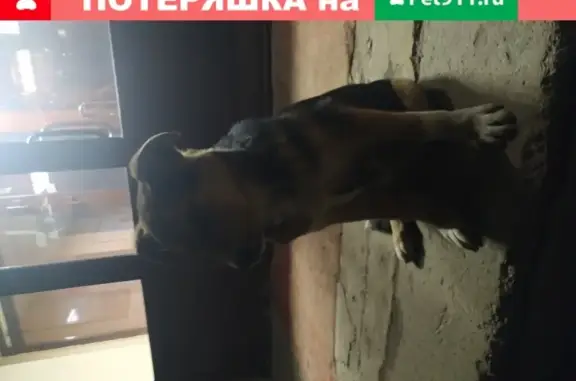 Собака с цепочкой на ул. Генкиной, 71А, Н. Новгород
