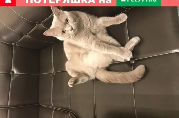 Кошки потеряшки, Санкт-Петербург, фото: Потеряшка кошка в Петербурге, адрес: Алле Поликарпова 2.