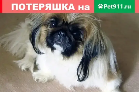 Пропала собака в Тулуне, Иркутская обл. 9 марта.