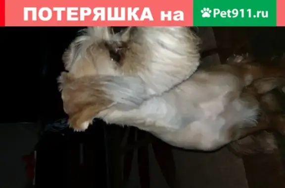Найден добрый пёс в Москве, Воскресенское
