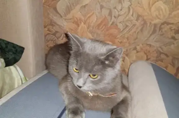 Найдена кошка на ул. Снежной, Краснодар.