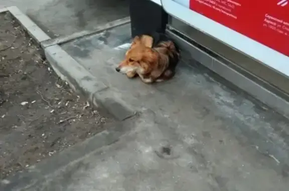 Найдена собака на Нахимовском проспекте, Москва