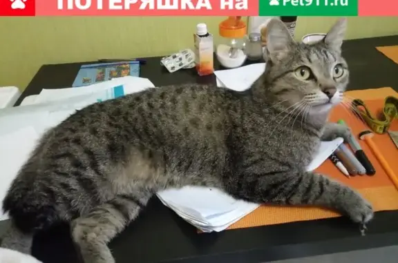 Пропала кошка Шанти в районе Спутника, ищем срочно!