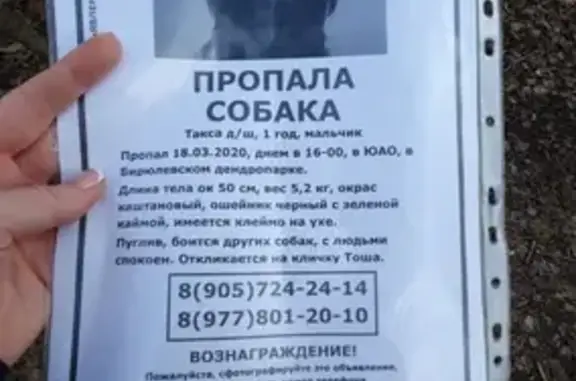Пропала собака в Дендропарке Бирюлево, кличка Тоша.