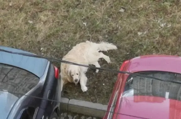 Собака найдена на улице Чистяковой, 80 в Одинцово.
