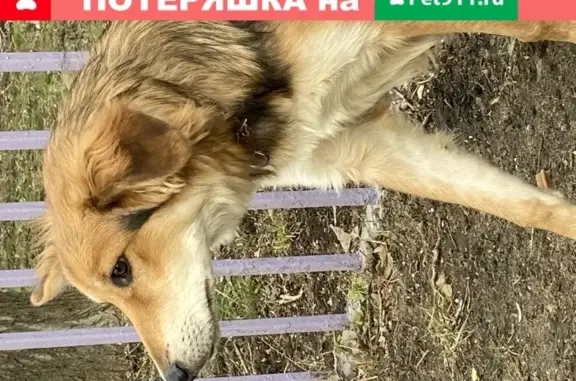 Найдена собака возле Психдиспансера на Зюзинской