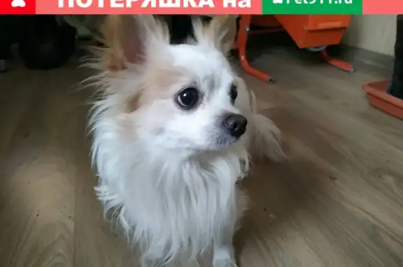 Найденные животные , фото: Собака с поврежденной лапкой на улице Боцманской, Севастополь.