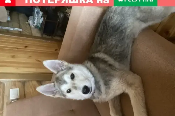 Найден щенок возможно хаски на улице Порошинская, Киров