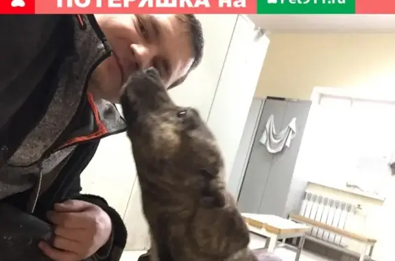 Собака на заводе АО «Гипсобетон», Видное
