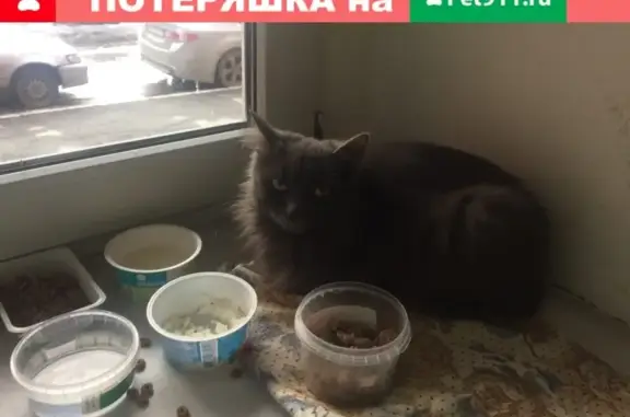 Найдена кошка в Пионерском районе, Екатеринбург
