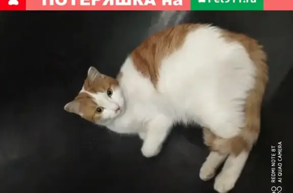 Пропал бело-рыжий кот на Приморской 29А