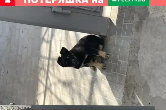 Найден щенок на улице Жасминной в Севастополе