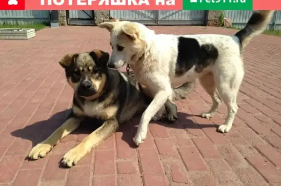 Пропали две домашние собаки в Дмитрове