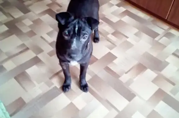 Пропала собака Шарпей в Спасск-Дальнем