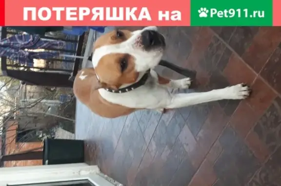 Собака найдена в СНТ Гавриково-1, Москва с ошейником и пятном на спине.