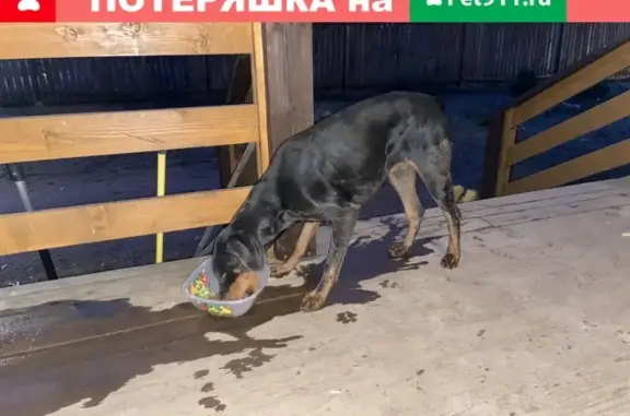 Собака-девочка найдена в Котельниково, Гатчинский район, Ленобласть