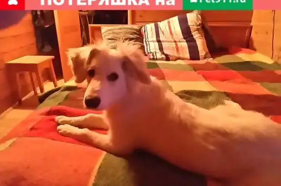 Пропала собака Амур на Правдинском