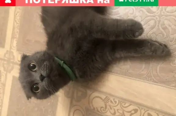 Найдена кошка на Актюбинской улице, Нижний Новгород