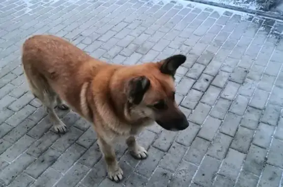 Рыжий пес на станции Разъезд Иня в Новосибирске