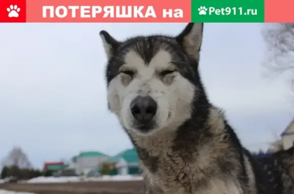 Найдена собака в деревне Сабанче, Альметьевский район