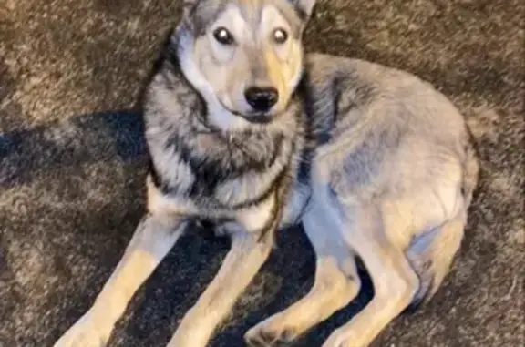 Найдена собака в Медведково, Москва
