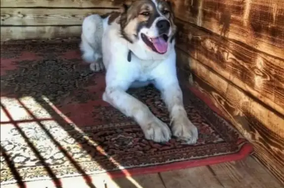 Собака найдена на ул. Бехтерева в Царицыно.