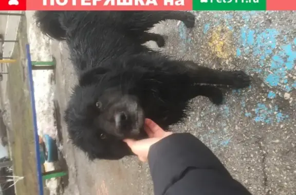 Найдена добрая чёрная собачка на ул. Антонова-Овсеенко, 79