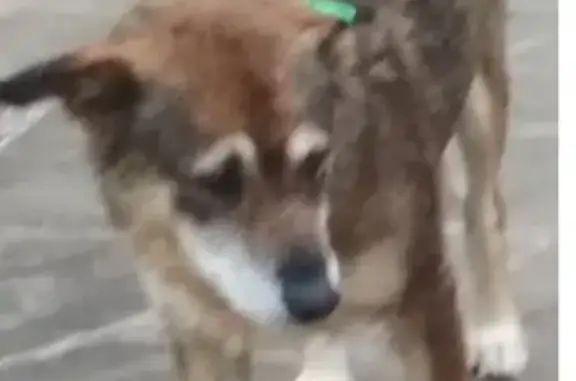 Пропали две стерилизованные собаки в Наро-Фоминске, Московская область.