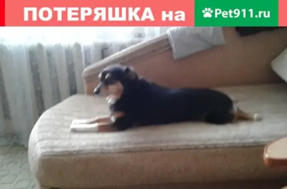 Пропала собака без ошейника в Чебаркуле, ул. Каширина, 24