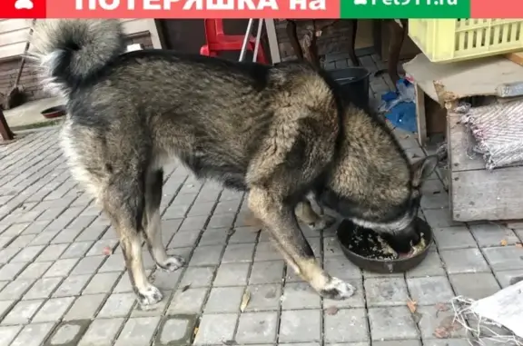 Найдена собака на ул. Есенина в Брянске