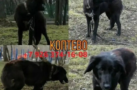 Найдена собака у роддома 27, Москва