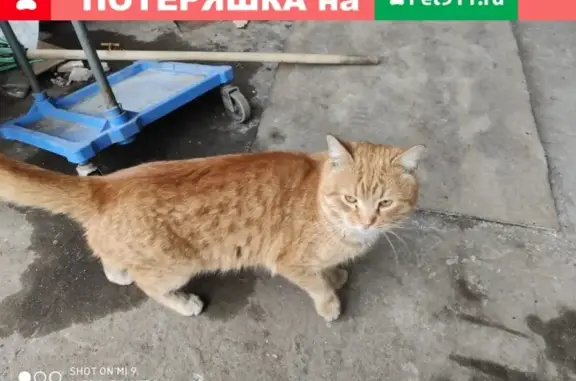 Кот/кошка найден на Катукова, Москва