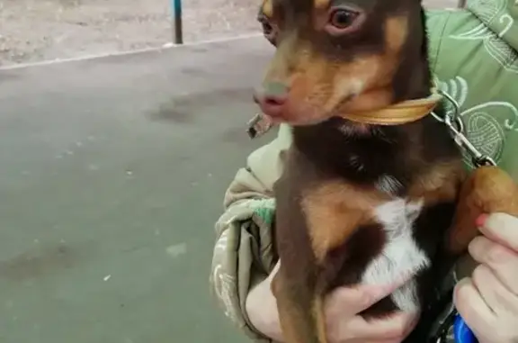 Собака найдена на Игральной улице