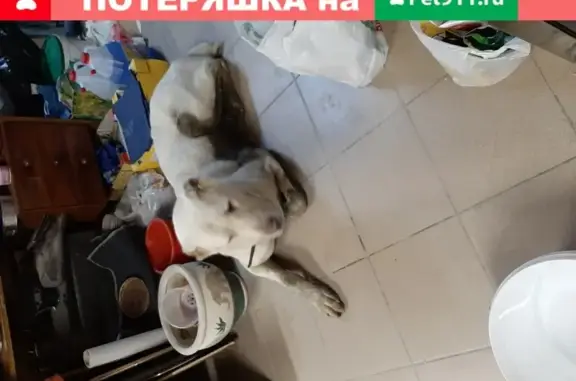 Найдена собака на ул. Предельная в Екатеринбурге