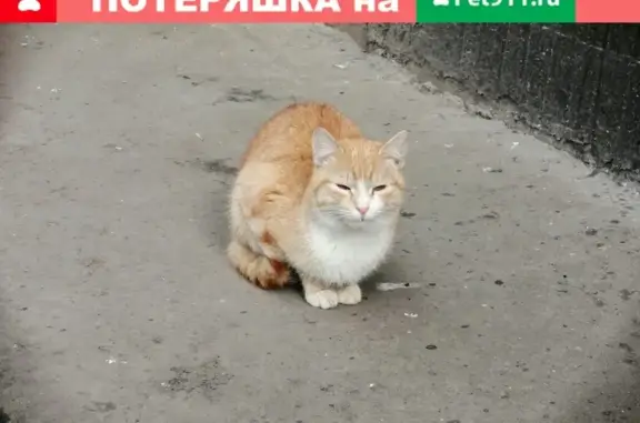 Найдена рыжая кошка на ул. Свободы, 43-45