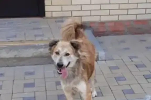 Пропала собака Зевс в Таганроге на ул. Ромазанова